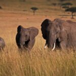 Africa Tour - Amazing African Safari, ThreeSixty Travel and Tours