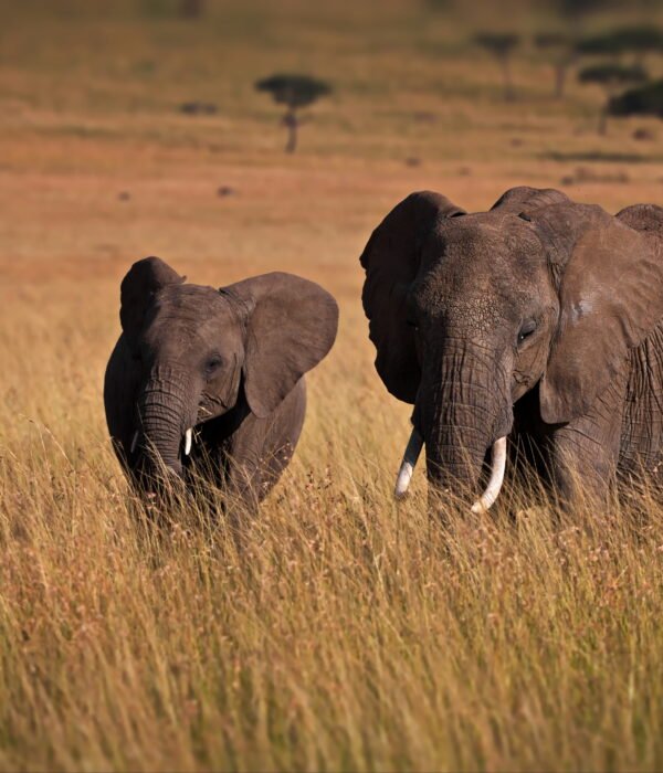 Africa Tour - Amazing African Safari, ThreeSixty Travel and Tours