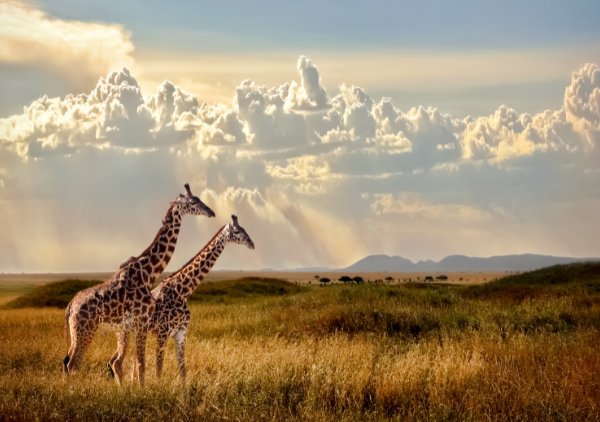 African giraffe, ThreeSixty Travel and Tours